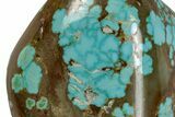 Polished Turquoise Specimen - Number Mine, Carlin, NV #260498-2